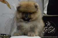 Щенки карликового Померанского шпица VIP-Classa!!!! - <ro>Изображение</ro><ru>Изображение</ru> #4, <ru>Объявление</ru> #1319633