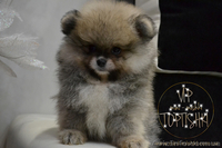 Щенки карликового Померанского шпица VIP-Classa!!!! - <ro>Изображение</ro><ru>Изображение</ru> #6, <ru>Объявление</ru> #1319633