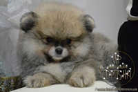 Щенки карликового Померанского шпица VIP-Classa!!!! - <ro>Изображение</ro><ru>Изображение</ru> #7, <ru>Объявление</ru> #1319633