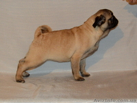 Абрикосовая девочка мопс 3,5 мес - <ro>Изображение</ro><ru>Изображение</ru> #5, <ru>Объявление</ru> #1327761