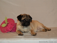 Абрикосовая девочка мопс 3,5 мес - <ro>Изображение</ro><ru>Изображение</ru> #4, <ru>Объявление</ru> #1327761