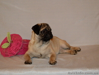 Абрикосовая девочка мопс 3,5 мес - <ro>Изображение</ro><ru>Изображение</ru> #3, <ru>Объявление</ru> #1327761