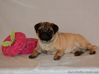 Абрикосовая девочка мопс 3,5 мес - <ro>Изображение</ro><ru>Изображение</ru> #2, <ru>Объявление</ru> #1327761