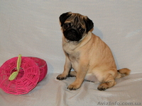 Абрикосовая девочка мопс 3,5 мес - <ro>Изображение</ro><ru>Изображение</ru> #7, <ru>Объявление</ru> #1327761