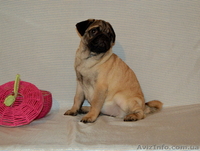 Абрикосовая девочка мопс 3,5 мес - <ro>Изображение</ro><ru>Изображение</ru> #8, <ru>Объявление</ru> #1327761