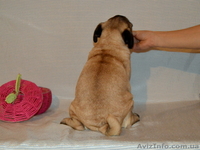 Абрикосовая девочка мопс 3,5 мес - <ro>Изображение</ro><ru>Изображение</ru> #9, <ru>Объявление</ru> #1327761