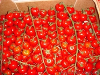 Томаты черри из Испании - <ro>Изображение</ro><ru>Изображение</ru> #1, <ru>Объявление</ru> #1329023