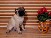 Щенок мопс мальчик КСУ-FCI - <ro>Изображение</ro><ru>Изображение</ru> #2, <ru>Объявление</ru> #1325448