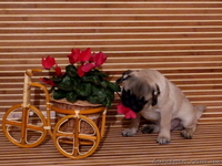 Щенок мопс мальчик КСУ-FCI - <ro>Изображение</ro><ru>Изображение</ru> #8, <ru>Объявление</ru> #1325448