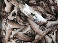 Бычки тушки на шкуре (консервные) свежемороженые оптом - <ro>Изображение</ro><ru>Изображение</ru> #2, <ru>Объявление</ru> #1334100