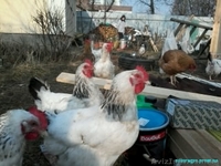 Куплю кур несушек яичного направления - <ro>Изображение</ro><ru>Изображение</ru> #1, <ru>Объявление</ru> #1333318
