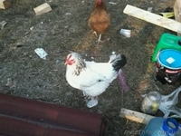 Куплю кур несушек яичного направления - <ro>Изображение</ro><ru>Изображение</ru> #2, <ru>Объявление</ru> #1333318