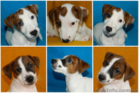 Сногсшибательные щенки джек рассел терьра - <ro>Изображение</ro><ru>Изображение</ru> #2, <ru>Объявление</ru> #1340807