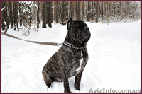 Щенки Кане Корсо - Запись. Ожидается суперпомет. - <ro>Изображение</ro><ru>Изображение</ru> #3, <ru>Объявление</ru> #1340762