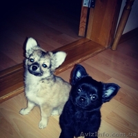 срочно продаються щенки чихуахуа - <ro>Изображение</ro><ru>Изображение</ru> #1, <ru>Объявление</ru> #1339561