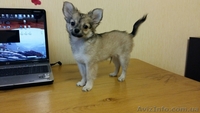 срочно продаються щенки чихуахуа - <ro>Изображение</ro><ru>Изображение</ru> #5, <ru>Объявление</ru> #1339561