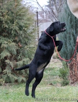 Лабрадор ретривер, черная девочка  - <ro>Изображение</ro><ru>Изображение</ru> #2, <ru>Объявление</ru> #1348806