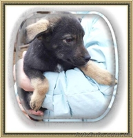 Дружок для дома, для семьи - <ro>Изображение</ro><ru>Изображение</ru> #2, <ru>Объявление</ru> #1352245