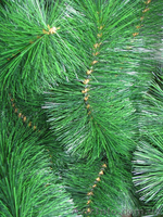 Красивая сосна из лески - <ro>Изображение</ro><ru>Изображение</ru> #1, <ru>Объявление</ru> #1345585
