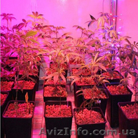 Фитолампы для растений - <ro>Изображение</ro><ru>Изображение</ru> #1, <ru>Объявление</ru> #1365229