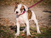 Выставочный мальчуган стаффордширский терьер - <ro>Изображение</ro><ru>Изображение</ru> #2, <ru>Объявление</ru> #1364662