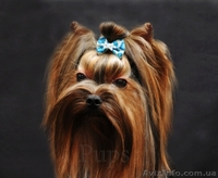 Супер красивый мини йорк(йоркширский терьер)для вязки. - <ro>Изображение</ro><ru>Изображение</ru> #2, <ru>Объявление</ru> #1365354