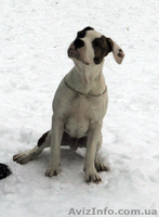 Выставочный мальчуган стаффордширский терьер - <ro>Изображение</ro><ru>Изображение</ru> #1, <ru>Объявление</ru> #1364662