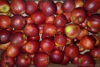 Польское яблоко от производителя в розницу и оптом. - <ro>Изображение</ro><ru>Изображение</ru> #1, <ru>Объявление</ru> #1365258