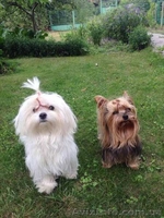 Мальтийская болонка - шикарные малыши - <ro>Изображение</ro><ru>Изображение</ru> #1, <ru>Объявление</ru> #1373560