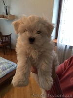 Мальтийская болонка - шикарные малыши - <ro>Изображение</ro><ru>Изображение</ru> #3, <ru>Объявление</ru> #1373560