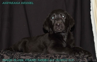 Высококачественные щенки лабрадора - <ro>Изображение</ro><ru>Изображение</ru> #1, <ru>Объявление</ru> #1371668