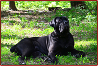 Щенки Кане Корсо . Ожидается суперпомет. - <ro>Изображение</ro><ru>Изображение</ru> #4, <ru>Объявление</ru> #1371069