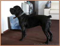 Щенки Кане Корсо . Ожидается суперпомет. - <ro>Изображение</ro><ru>Изображение</ru> #5, <ru>Объявление</ru> #1371069