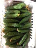 огурец эстафета - <ro>Изображение</ro><ru>Изображение</ru> #1, <ru>Объявление</ru> #1377292