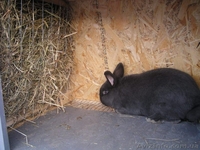 Изготовлю, продам клетку для кроликов на 6 секций - <ro>Изображение</ro><ru>Изображение</ru> #3, <ru>Объявление</ru> #1368643