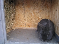 Изготовлю, продам клетку для кроликов на 6 секций - <ro>Изображение</ro><ru>Изображение</ru> #4, <ru>Объявление</ru> #1368643