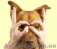 Школа Груминга (Обучение стрижки собак и кошек) - <ro>Изображение</ro><ru>Изображение</ru> #2, <ru>Объявление</ru> #1379322