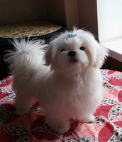 Белоснежный мальчик – щенок мальтезе, мини формат, с беби-фейс - <ro>Изображение</ro><ru>Изображение</ru> #1, <ru>Объявление</ru> #1382044