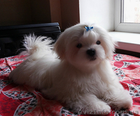 Белоснежный мальчик – щенок мальтезе, мини формат, с беби-фейс - <ro>Изображение</ro><ru>Изображение</ru> #2, <ru>Объявление</ru> #1382044