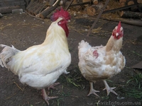 Домашні кури з доставкою - <ro>Изображение</ro><ru>Изображение</ru> #3, <ru>Объявление</ru> #1386065