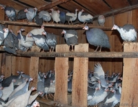 Домашні кури з доставкою - <ro>Изображение</ro><ru>Изображение</ru> #6, <ru>Объявление</ru> #1386065