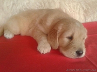 Щенки золотистого (голден) ретривера! Продам!!! - <ro>Изображение</ro><ru>Изображение</ru> #1, <ru>Объявление</ru> #1388716