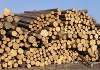 Куплю пиловочник сосновый. - <ro>Изображение</ro><ru>Изображение</ru> #2, <ru>Объявление</ru> #1383587