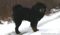 Продаются щенки ТИБЕТСКОГО МАСТИФА рожденные 27.12.2015 - <ro>Изображение</ro><ru>Изображение</ru> #1, <ru>Объявление</ru> #1384597