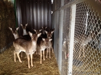 Купить Альпака, Кенгуру, Олень, Лама, Косуля,  Пони  - <ro>Изображение</ro><ru>Изображение</ru> #1, <ru>Объявление</ru> #1380020