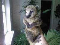 Купить Носуха,  Дикобраз, Фенек, Скунс, Енот Полоскун, можно у нас - <ro>Изображение</ro><ru>Изображение</ru> #2, <ru>Объявление</ru> #1379986