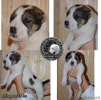 Щенки среднеазиатской овчарки. Питомник. Племенное качество. - <ro>Изображение</ro><ru>Изображение</ru> #4, <ru>Объявление</ru> #1393004