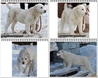 Щенки среднеазиатской овчарки. Питомник. Племенное качество. - <ro>Изображение</ro><ru>Изображение</ru> #5, <ru>Объявление</ru> #1393004