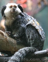 Продам игрунку белолицую - <ro>Изображение</ro><ru>Изображение</ru> #2, <ru>Объявление</ru> #1386871