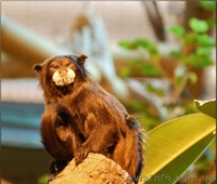 Продам тамарина бурого - <ro>Изображение</ro><ru>Изображение</ru> #2, <ru>Объявление</ru> #1386893